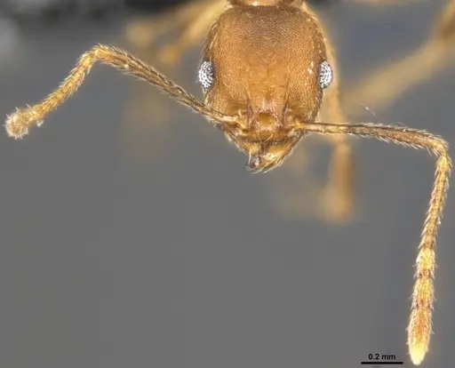 Pheidole pugnax specimen CASENT0282926 image casent0282926_3