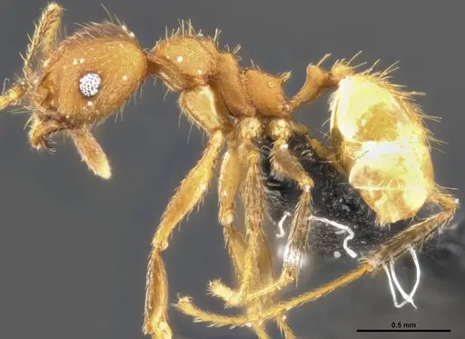 Pheidole pugnax specimen CASENT0282926 image casent0282926_4