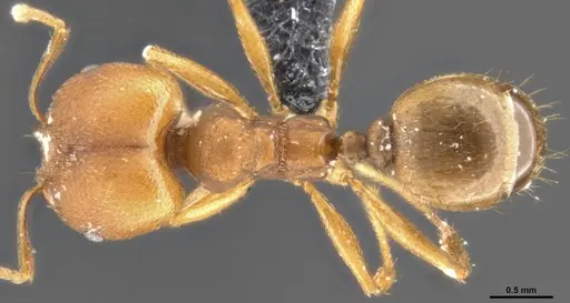 Pheidole pugnax specimen CASENT0283998 image casent0283998_1