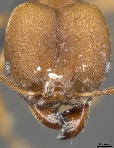 Pheidole pugnax specimen CASENT0283998 image casent0283998_2