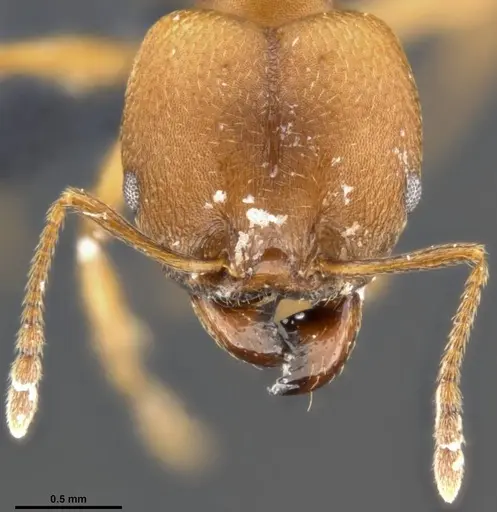 Pheidole pugnax specimen CASENT0283998 image casent0283998_3
