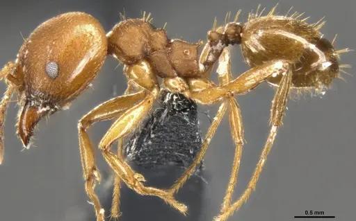 Pheidole pugnax specimen CASENT0283998 image casent0283998_4