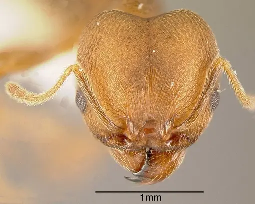 Pheidole pugnax specimen CASENT0635512 image casent0635512_1