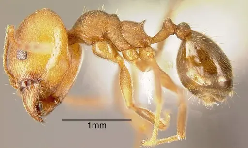 Pheidole pugnax specimen CASENT0635512 image casent0635512_2
