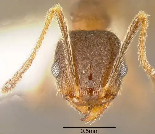 Pheidole pugnax specimen CASENT0635513 image casent0635513_1