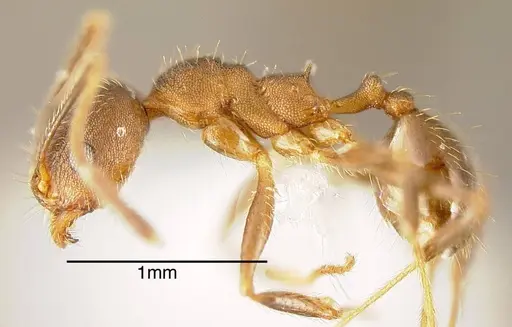 Pheidole pugnax specimen CASENT0635513 image casent0635513_2