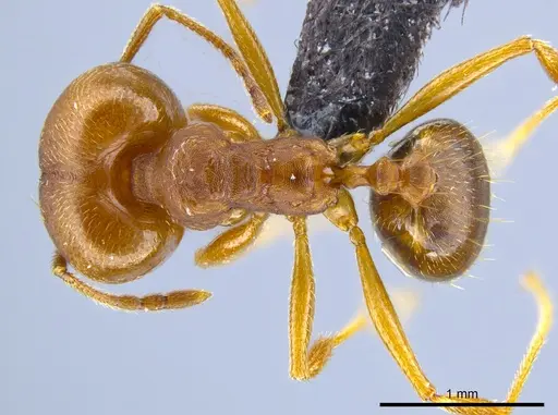 Pheidole pugnax specimen CASENT0635831 image casent0635831_1