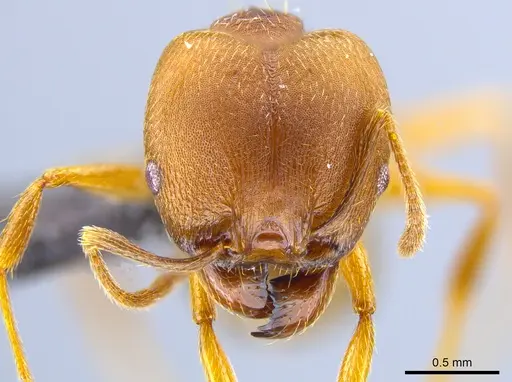 Pheidole pugnax specimen CASENT0635831 image casent0635831_2