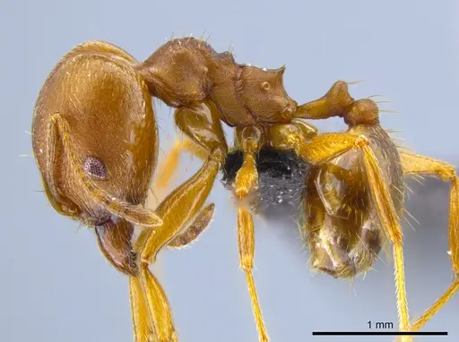 Pheidole pugnax specimen CASENT0635831 image casent0635831_3