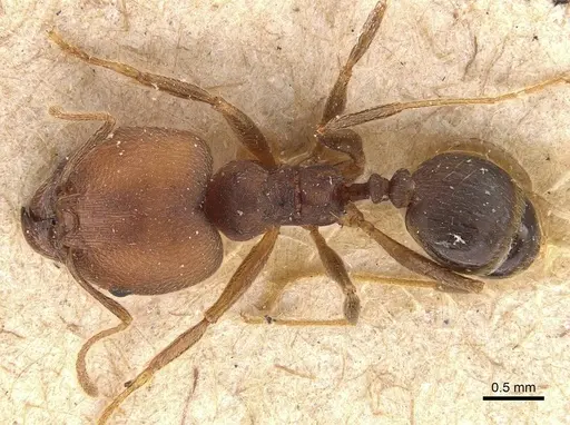 Pheidole pugnax specimen CASENT0908115 image casent0908115_1