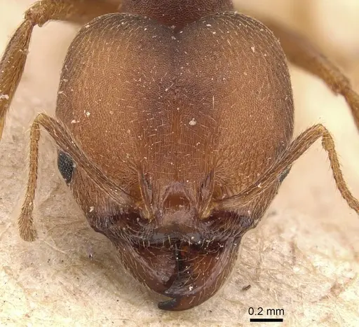 Pheidole pugnax specimen CASENT0908115 image casent0908115_2