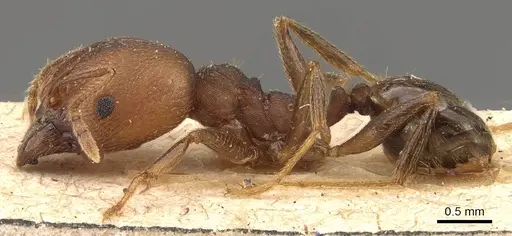 Pheidole pugnax specimen CASENT0908115 image casent0908115_3