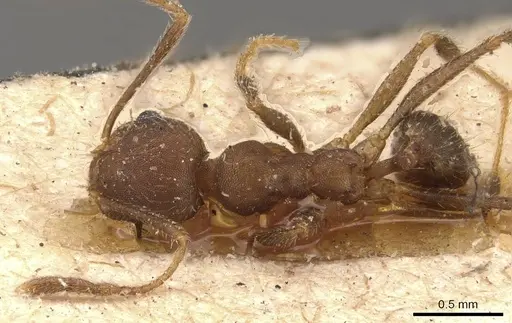 Pheidole pugnax specimen CASENT0908116 image casent0908116_1