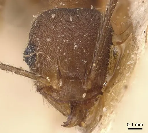 Pheidole pugnax specimen CASENT0908116 image casent0908116_2