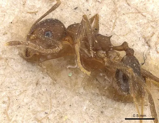 Pheidole pugnax specimen CASENT0908116 image casent0908116_3