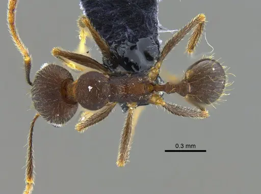 Pheidole pugnax specimen CBUMAGENT42025 image cbumagent42025_1