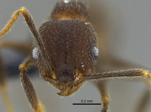 Pheidole pugnax specimen CBUMAGENT42025 image cbumagent42025_2