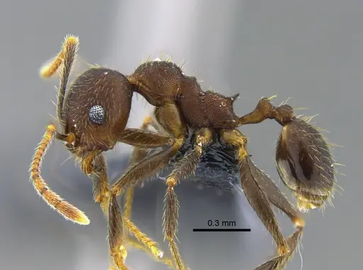 Pheidole pugnax specimen CBUMAGENT42025 image cbumagent42025_3