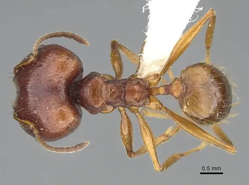 Pheidole pulchella specimen CASENT0218336 image casent0218336_1