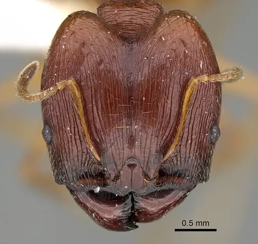Pheidole pulchella specimen CASENT0218336 image casent0218336_2