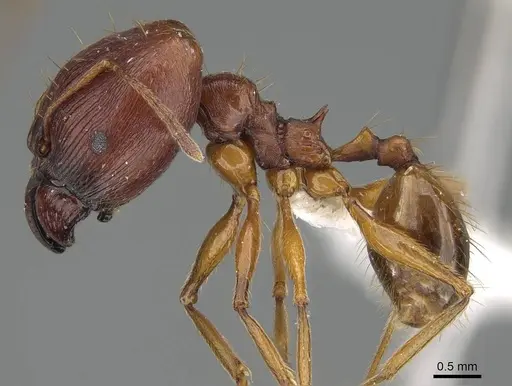 Pheidole pulchella specimen CASENT0218336 image casent0218336_3