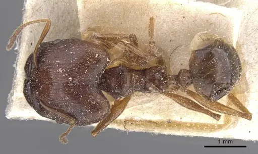 Pheidole pulchella specimen CASENT0913402 image casent0913402_1