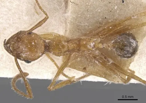 Pheidole pulchella specimen CASENT0913403 image casent0913403_1