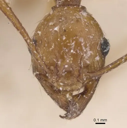 Pheidole pulchella specimen CASENT0913403 image casent0913403_2