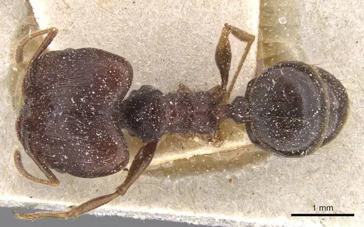 Pheidole pulchella specimen CASENT0913404 image casent0913404_1