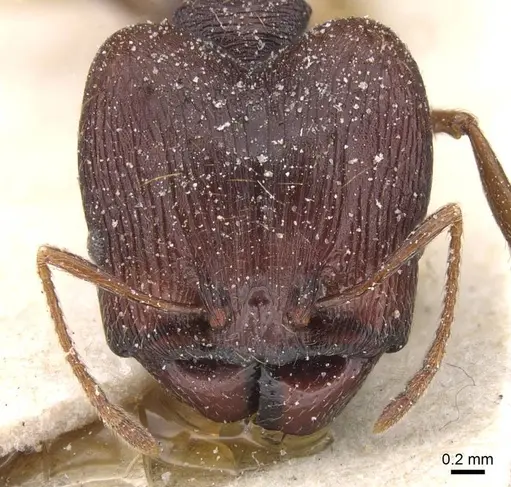 Pheidole pulchella specimen CASENT0913404 image casent0913404_2