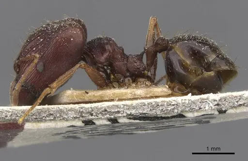 Pheidole pulchella specimen CASENT0913404 image casent0913404_3