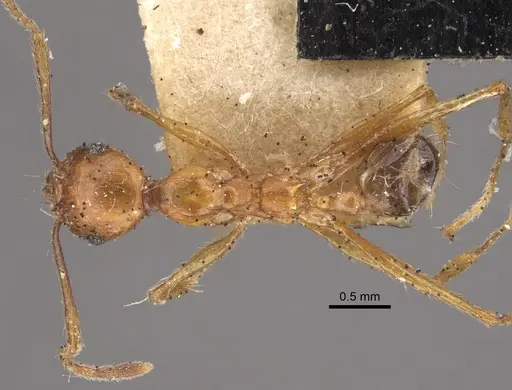 Pheidole pulchella specimen CASENT0917782 image casent0917782_1