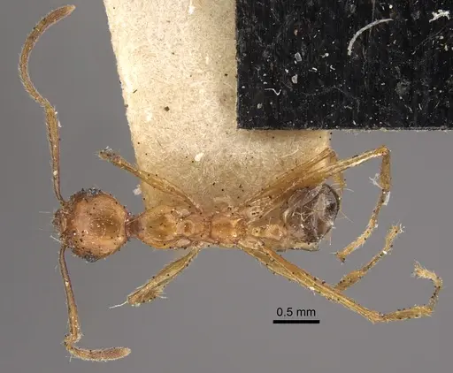 Pheidole pulchella specimen CASENT0917782 image casent0917782_2