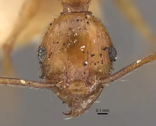 Pheidole pulchella specimen CASENT0917782 image casent0917782_3