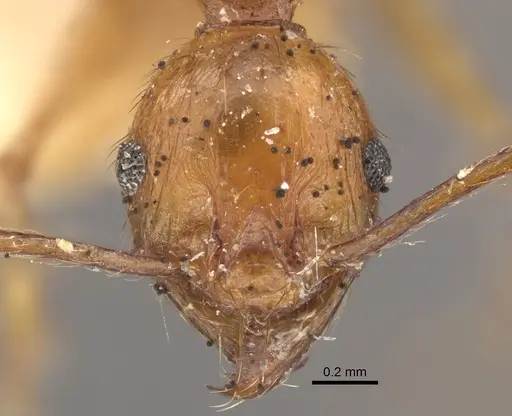 Pheidole pulchella specimen CASENT0917782 image casent0917782_4