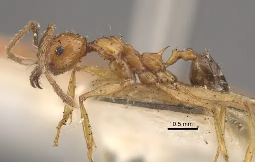 Pheidole pulchella specimen CASENT0917782 image casent0917782_5