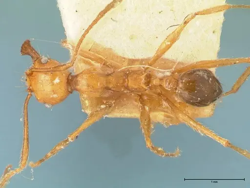 Pheidole pulchella specimen FOCOL1345 image focol1345_1