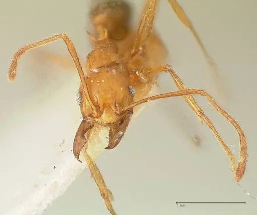 Pheidole pulchella specimen FOCOL1345 image focol1345_2