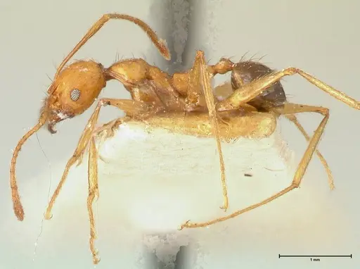 Pheidole pulchella specimen FOCOL1345 image focol1345_3