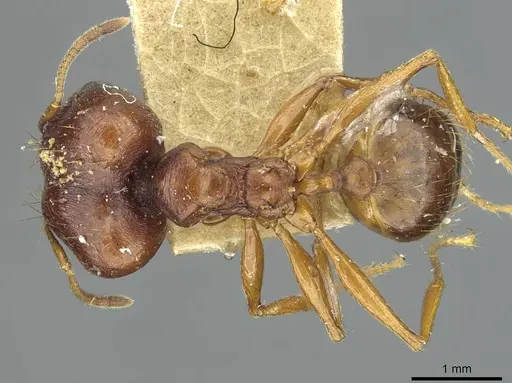 Pheidole pulchella specimen RMCAENT000017754 image rmcaent000017754_1