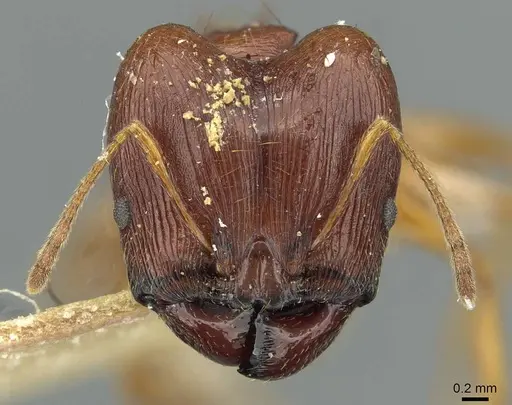 Pheidole pulchella specimen RMCAENT000017754 image rmcaent000017754_2
