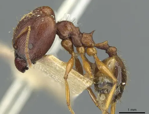 Pheidole pulchella specimen RMCAENT000017754 image rmcaent000017754_3