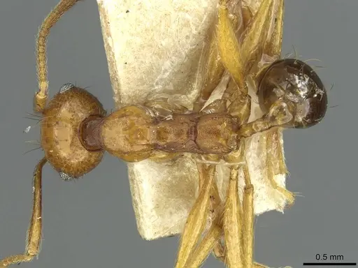 Pheidole pulchella specimen RMCAENT000017755 image rmcaent000017755_1