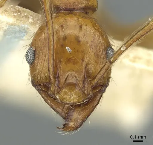 Pheidole pulchella specimen RMCAENT000017755 image rmcaent000017755_2