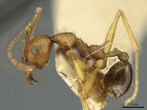 Pheidole pulchella specimen RMCAENT000017755 image rmcaent000017755_3