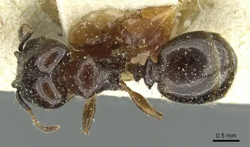 Pheidole pullula specimen CASENT0913443 image casent0913443_1