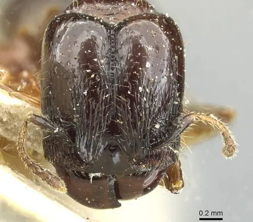 Pheidole pullula specimen CASENT0913443 image casent0913443_2