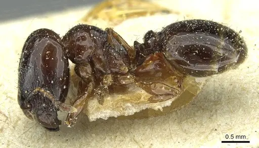 Pheidole pullula specimen CASENT0913443 image casent0913443_3