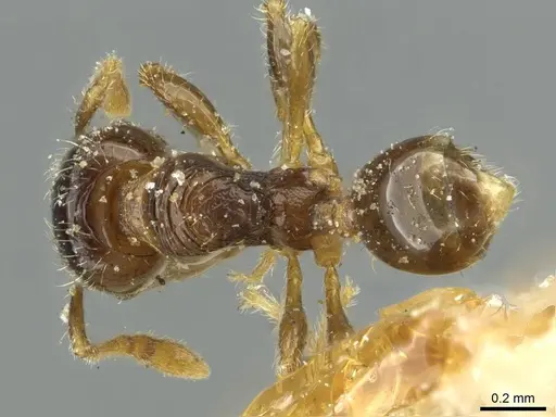Pheidole pullula specimen CASENT0913444 image casent0913444_1