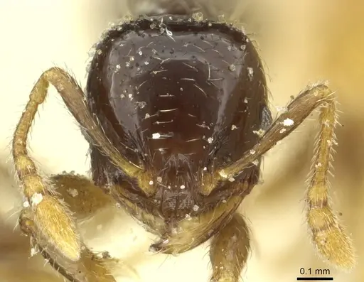 Pheidole pullula specimen CASENT0913444 image casent0913444_2